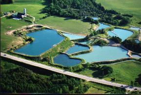 Wilmer Trout Ponds